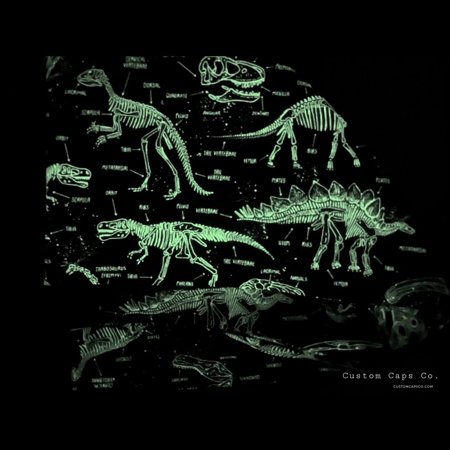 Dino Bones in Glow in the Dark | Pixie
