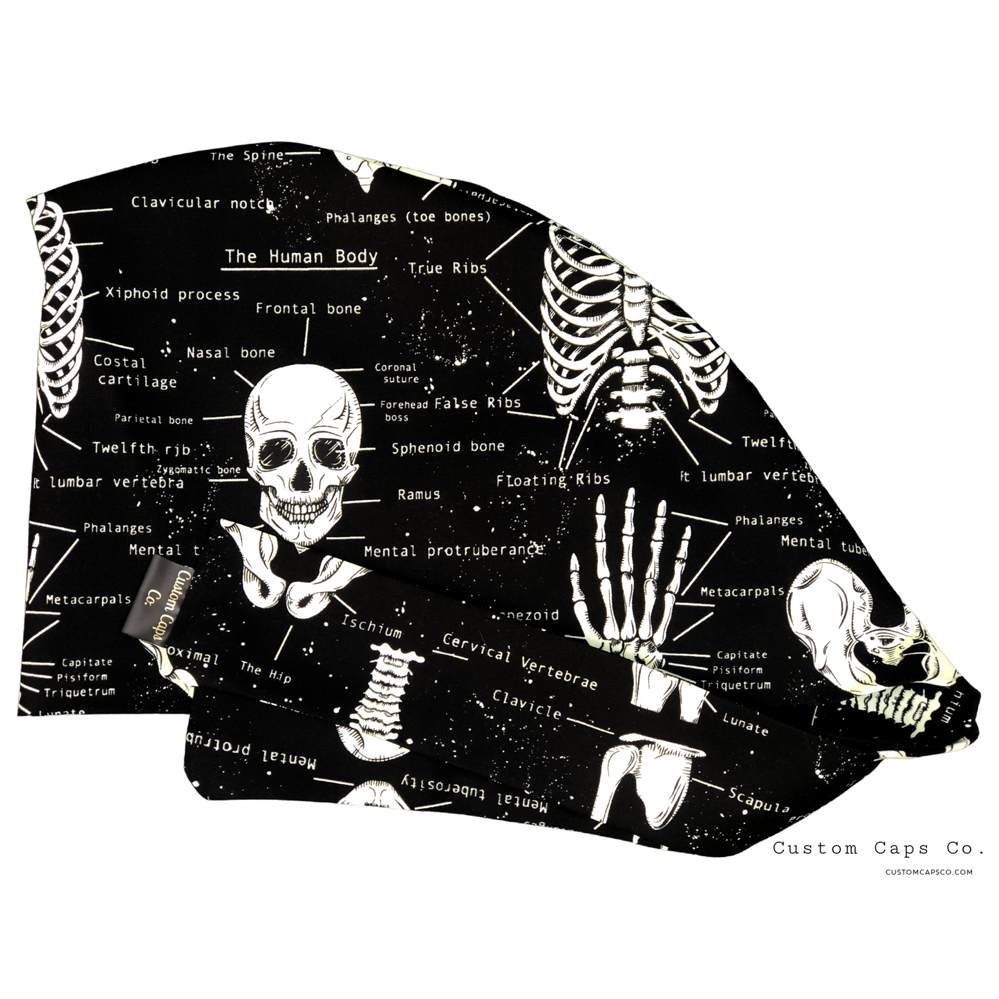 Bones of the Body that Glows in The Dark | Pixie