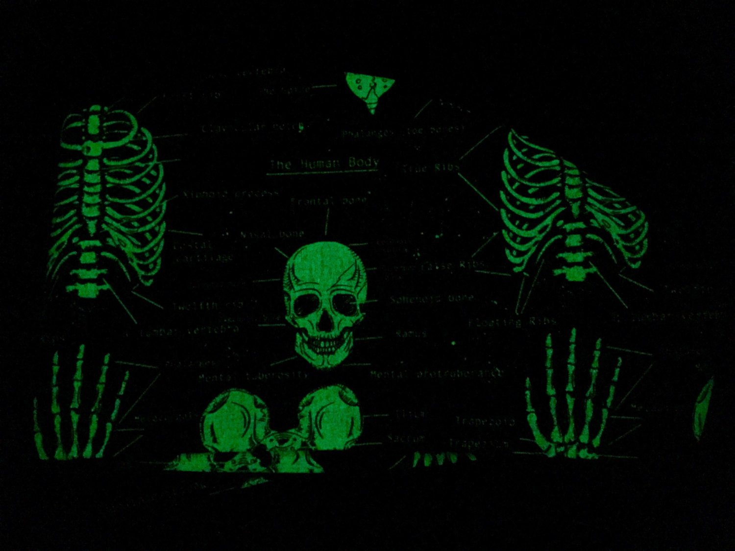 Bones of the Body ~ Glow in The Dark, Pixie Cap - Custom Caps Co. 